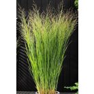Vesszős köles Panicum virgatum 'Nortenehwind' 14 cm-es cserépben