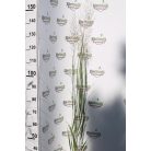 Vesszős köles Panicum virgatum 'Nortenehwind' 14 cm-es cserépben