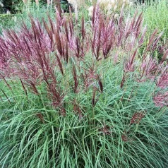   Molnárpántlika kínai virágosnád, japánfű Miscanthus sinensis 'Ferner Osten'