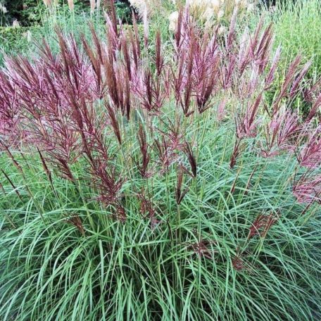 Molnárpántlika kínai virágosnád, japánfű Miscanthus sinensis 'Ferner Osten'