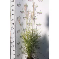   Molnárpántlika kínai virágosnád, japánfű Miscanthus sinensis 'Ferner Osten'