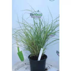   Molnárpántlika japánfű Miscanthus sinensis 'Adagio'