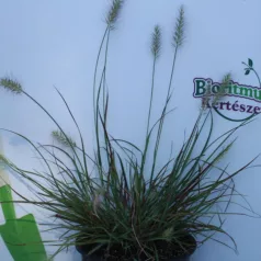   Pirosas évelő tollborzfű Pennisetum al. Burgundy Bunny 14 cm cs