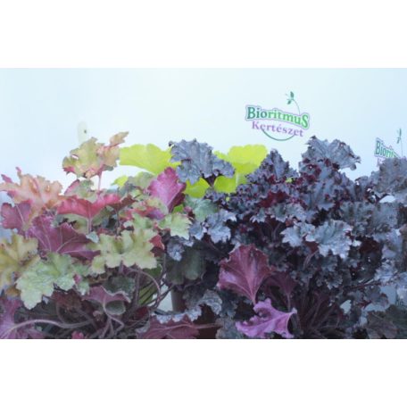 Tűzeső mix  Heuchera hibrid mix 15/20cm  15 cm-es cserépben