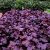 Tűzeső Tűzgyöngyvirág Heuchera hybrid 'Forever Purple'' 9*9 cm