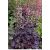 Lila tűzeső tűzgyöngyvirág Heuchera micrantha 'Palace Purple' 9*9cm