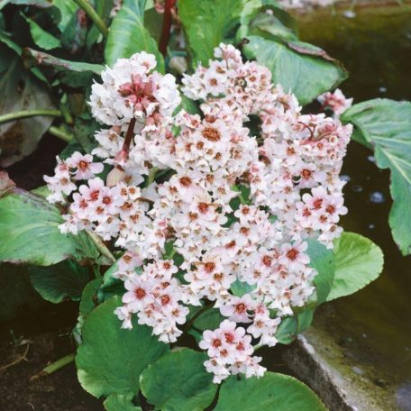 Szívlevelű bőrlevél fehér Bergenia cordifolia 'Bressingham White'