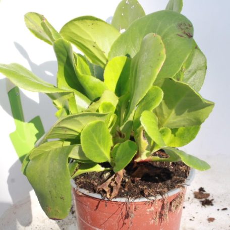 Szívlevelű bőrlevél fehér Bergenia cordifolia 'Bressingham White'
