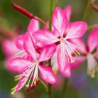 Évelő díszgyertya Gaura lindheimeri 'Rosy Jane '