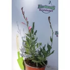 Évelő díszgyertya Gaura lindheimeri 'Rosy Jane '