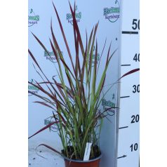   Vörös Alangfű Japán vérfű Imperata cylindrica Red Baron