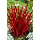 Vörös Alangfű Japán vérfű Imperata cylindrica Red Baron