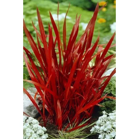 Vörös Alangfű Japán vérfű Imperata cylindrica Red Baron