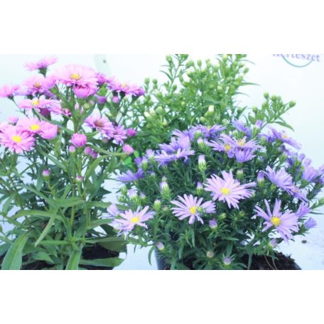 Évelő őszirózsa mix cserépátmérő: 14 cm Aster dumosus mix