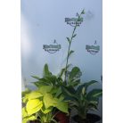 Árnyékliliom Hosta mix