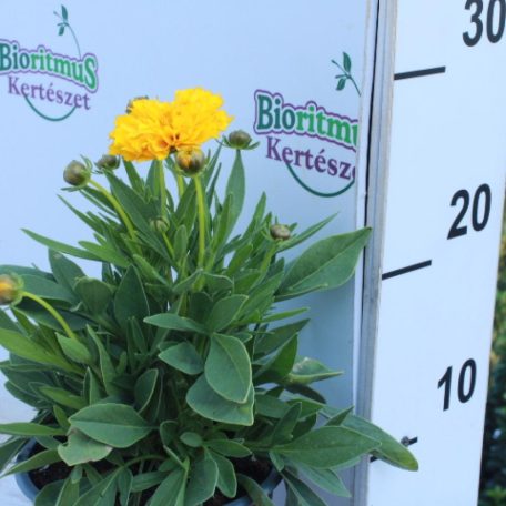 Menyecskeszem Coreopsis grandiflora 'Solanna Golden Sphere'14 cm