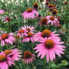 Bíbor kasvirág Echinacea purpurea 'Prairie Splendor Deep Rose' 14cm