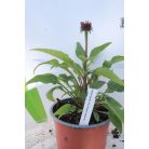 Bíbor kasvirág Echinacea purpurea 'Prairie Splendor Deep Rose' 14cm