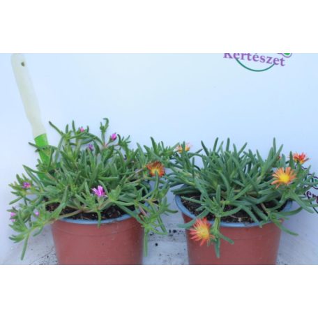 Délvirág Delosperma 14cm-es cserépben