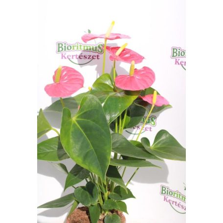 Flamingóvirág Anthurium andreanum 5+ 12cm