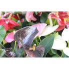 Flamingóvirág Anthurium andreanum 4+ 12cm