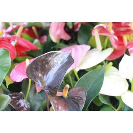 Flamingóvirág Anthurium andreanum 4+ 12cm