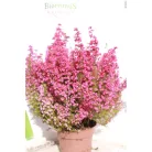 Vékony hanga Erica gracilis 'Red' 12 cm-es cserépben