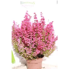   Vékony hanga Erica gracilis 'Red' 12 cm-es cserépben