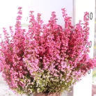 Vékony hanga Erica gracilis 'Red' 12 cm-es cserépben
