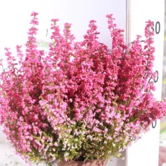   Vékony hanga Erica gracilis 'Red' 12 cm-es cserépben