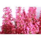 Vékony hanga Erica gracilis 'Red' 12 cm-es cserépben