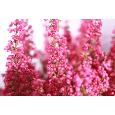 Vékony hanga Erica gracilis 'Red' 12 cm-es cserépben