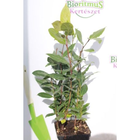 Fűszerbabér Laurus nobilis 9cm-es cserépben