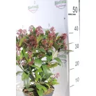 Japán dérbabér Skimmia japonica 'Rubella' 17 cm cserépben