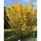 Arany lombú hegyi szil Ulmus glabra Lutescens