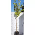 Arany lombú hegyi szil Ulmus glabra Lutescens