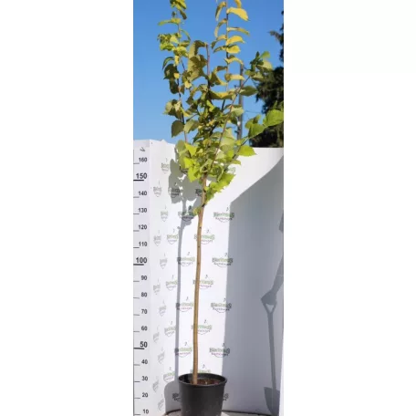 Arany lombú hegyi szil Ulmus glabra Lutescens