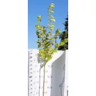 Arany lombú hegyi szil Ulmus glabra Lutescens