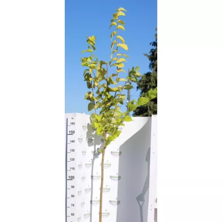 Arany lombú hegyi szil Ulmus glabra Lutescens