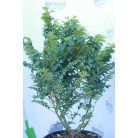 Törpe szil Ulmus elegantissima 'Jacqueline Hillier' K 5 lit.