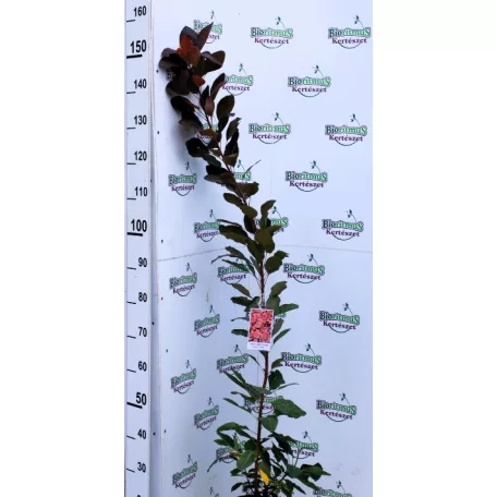 Hússzínű cserszömörce Cotinus coggygria 'Grace' K5 lit.