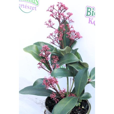 Japán dérbabér Skimmia japonica 'Rubella'  10cm-es cserépben