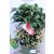 Csipkés csúcsvirág Ardisia crenata Bospremium Red 14 cm-es cserép