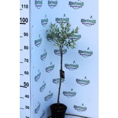  Kisméretű díszfák