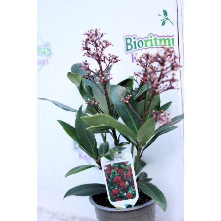 Japán dérbabér Skimmia Japonica ” Rubella” 9 cm cserép