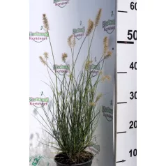   Törpe tollborzfű Cenchrus / Pennisetum alopecuroides Little Bunny d14