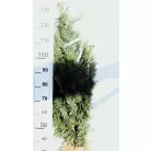 Oszlopos, kék oregoni hamisciprus Chamaecyparis lawsoniana 'Columnaris' FL 100-125 cm