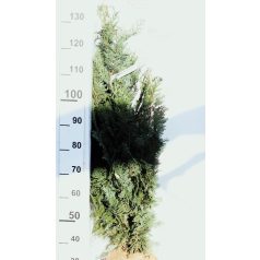   Oszlopos, kék oregoni hamisciprus Chamaecyparis lawsoniana 'Columnaris' FL 100-125 cm