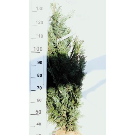 Oszlopos, kék oregoni hamisciprus Chamaecyparis lawsoniana 'Columnaris' FL 100-125 cm