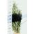 Oszlopos, kék oregoni hamisciprus Chamaecyparis lawsoniana 'Columnaris' FL 100-125 cm
